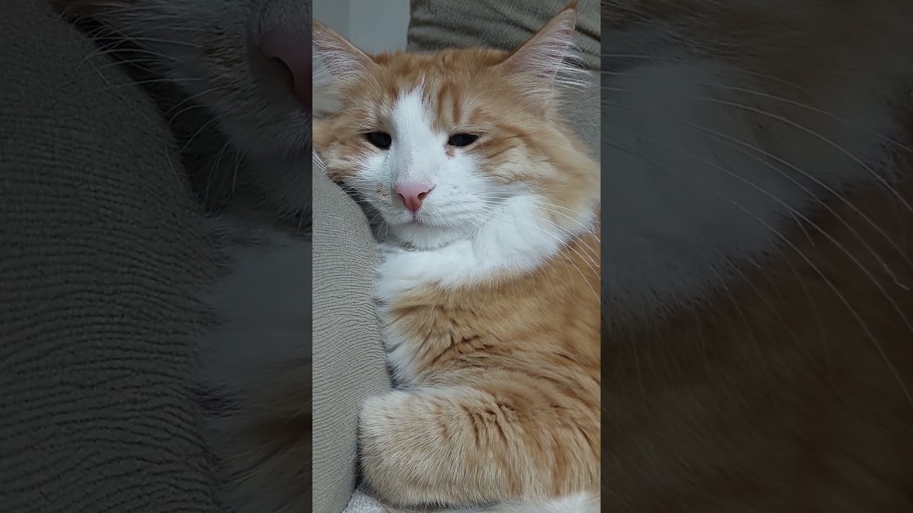 Kedi Güneş Parazit ilaçlarını aldı. 