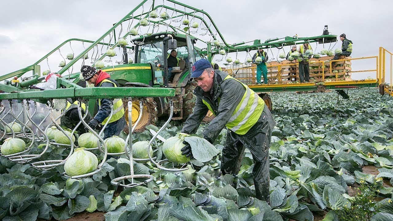 World Modern Agriculture,Cutting Flower Tulips,Cabbage harvesting