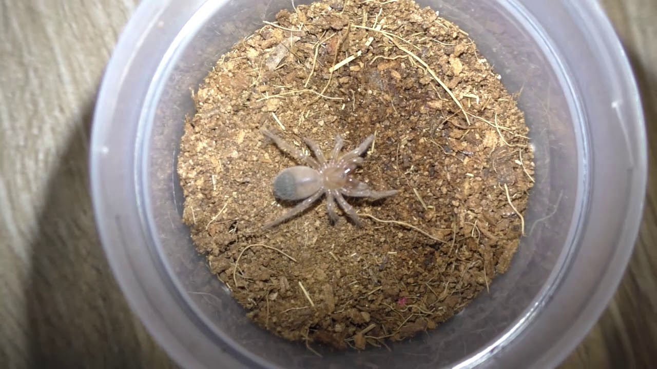 пауки. кормление.