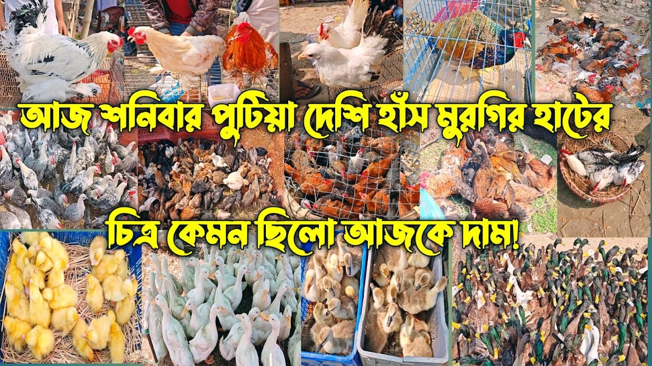 আজ  ০৭/০২/২০২৬শনিবার পুটিয়া দেশি হাঁস মুরগির হাটের চিত্র কেমন ছিলো আজকে দাম!