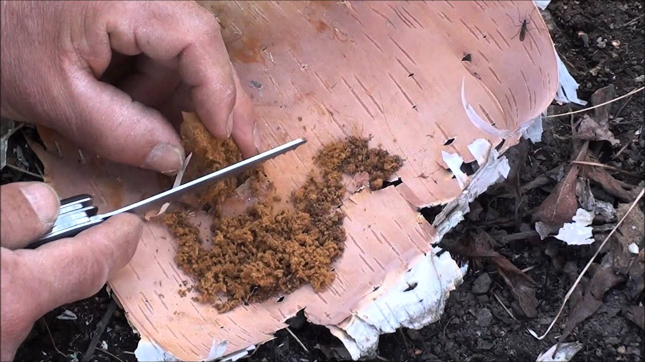Fire Lighting Using Horses Hoof Fungus