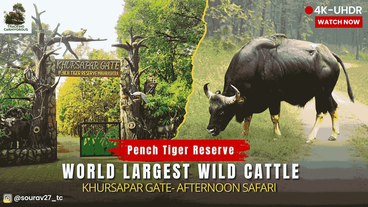 Largest Wild Cattle ! Khursapar Gate ! Pench Tiger Reserve ! Maharashtra ! 4K-UHD
