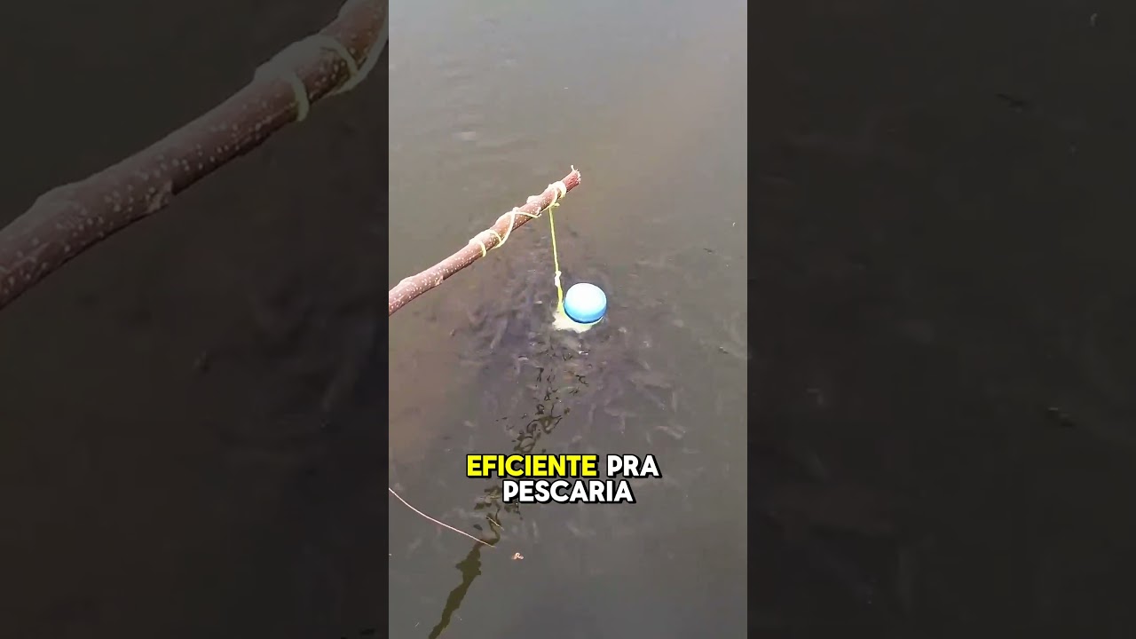 armadilha de garrafa pet pra pegar lambari #fish #fish #PescaEsportiva #fishing