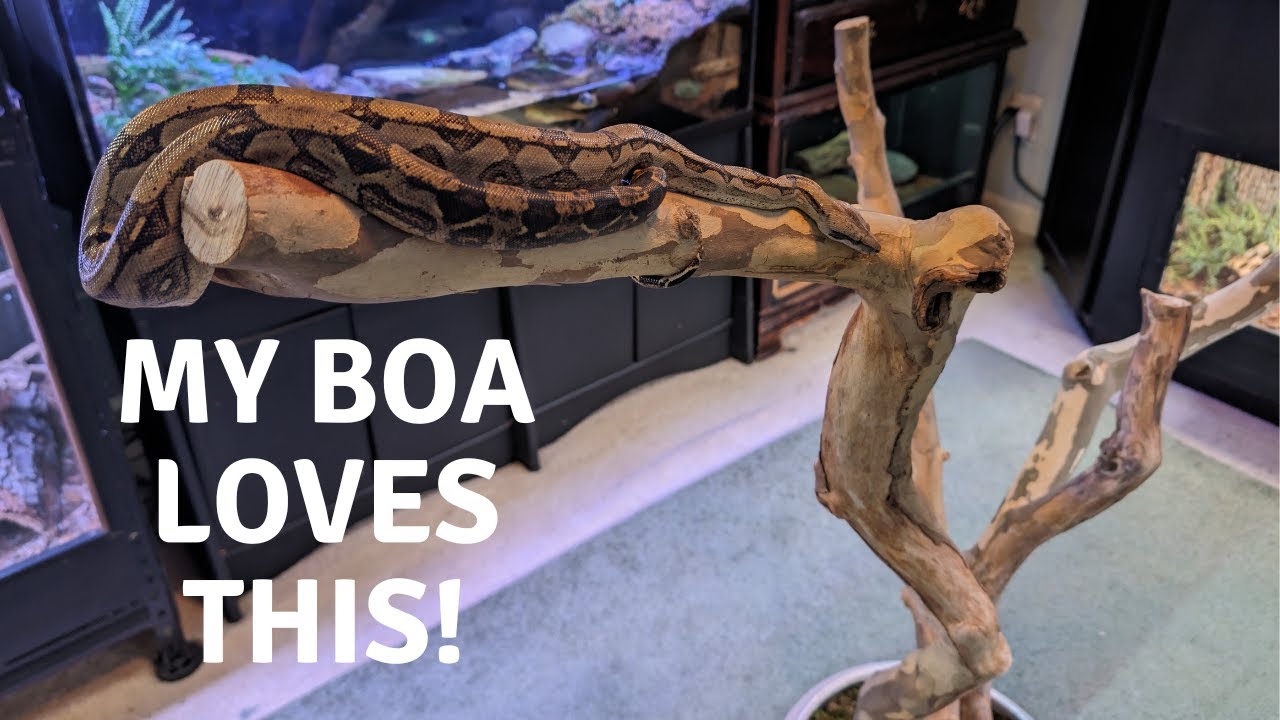 Snake Enrichment Outside of the Enclosure - part 2 - I made a Climbing Tree for my Boa Constrictor!