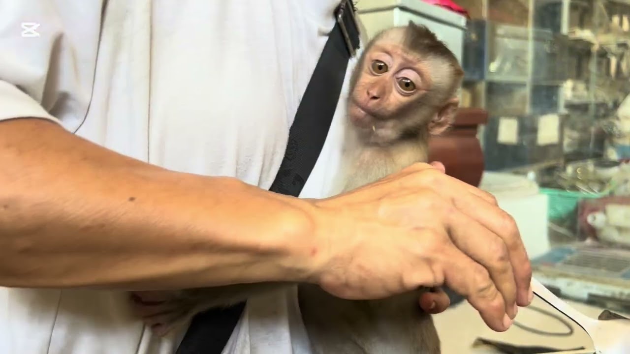Mary is angry because Mommy didn’t  takes her to the market #monkey #mary #animals