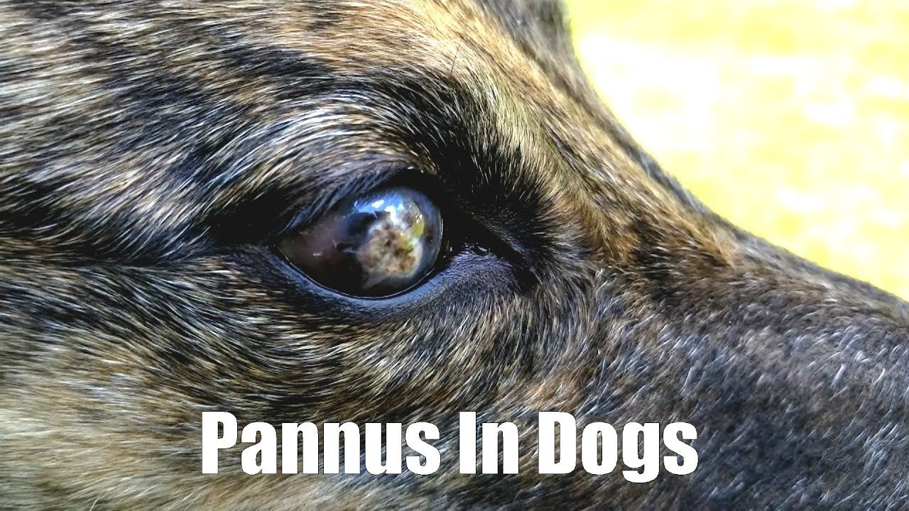 Pannus In Dogs [2.10]