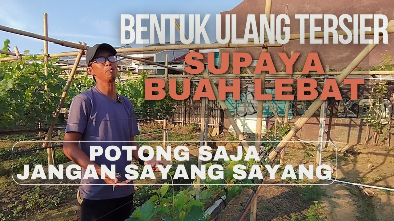 Info Pas Bagi Pemula Anggur. Cara Meratakan Cabang Tersier, Supaya Banyak Buahnya