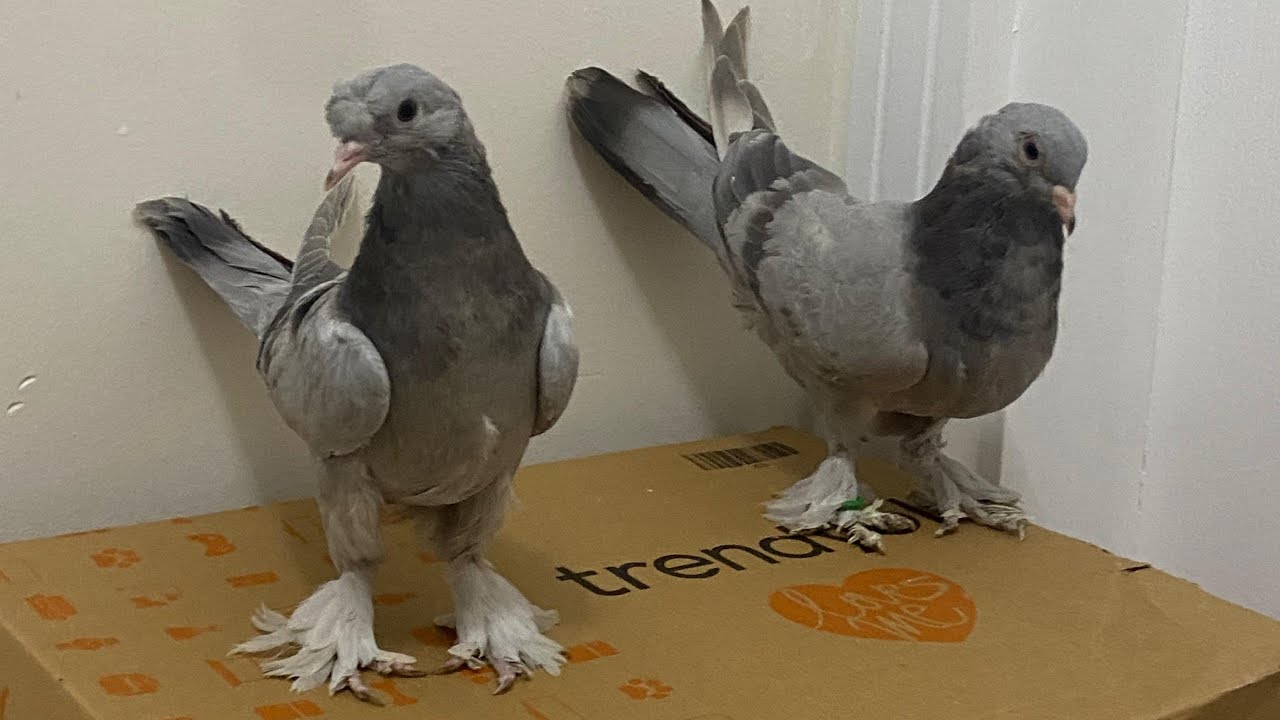 💥TÜRKİYE💥ANKARA SİNCAN GÜVERCİN OYUNKUŞU CANLI MEZAT PİGEON