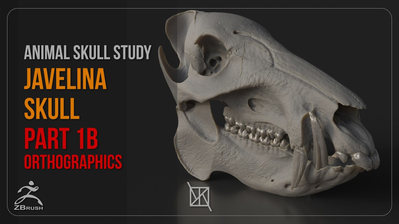 Animal Skull Study 01B   Javelina Floor Grid Orthos
