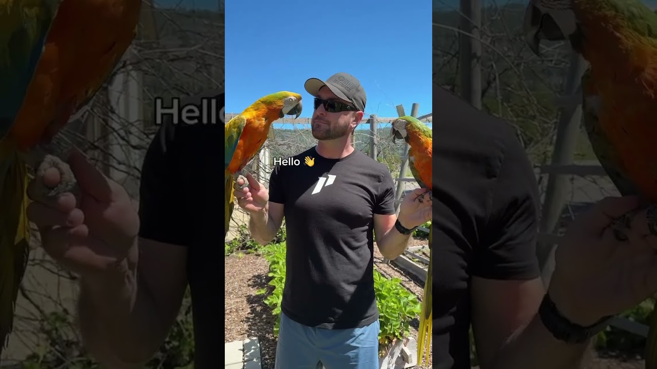 Macaws Just KEEP TALKING! HELLO! 👋 #macaw #parrots #bird #birds #parrot #talkingparrot