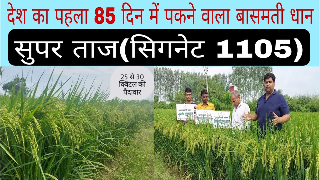 सिगनेट बासमती धान सुपर ताज(सिगनेट 1105)|85 दिन में तैयार|उपज बेमिसाल|लम्बा चावल लाजवाब|रोग रहित फसल👍