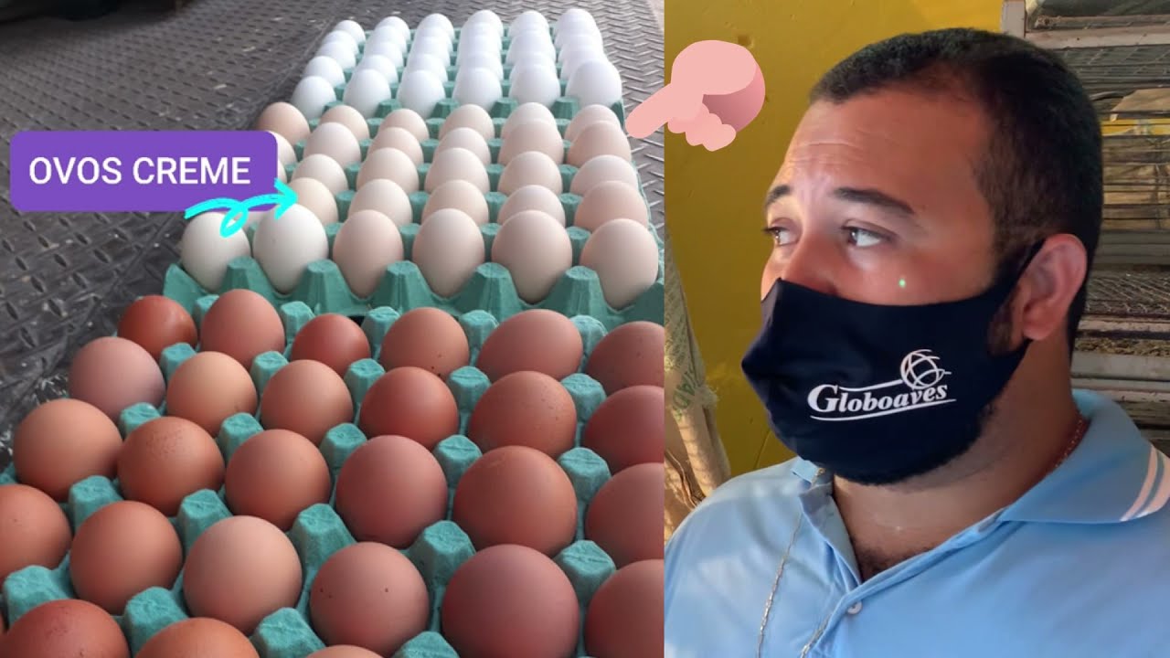 FABRÍCIO E O VENDENDOR DA GLOBO AVES | JEOVANI | PINTINHOS DE UM DIA 🐣🐣🐣🐣🐣🐣🐣🐣🐣🐣🐣🐣🐣🐣🐣