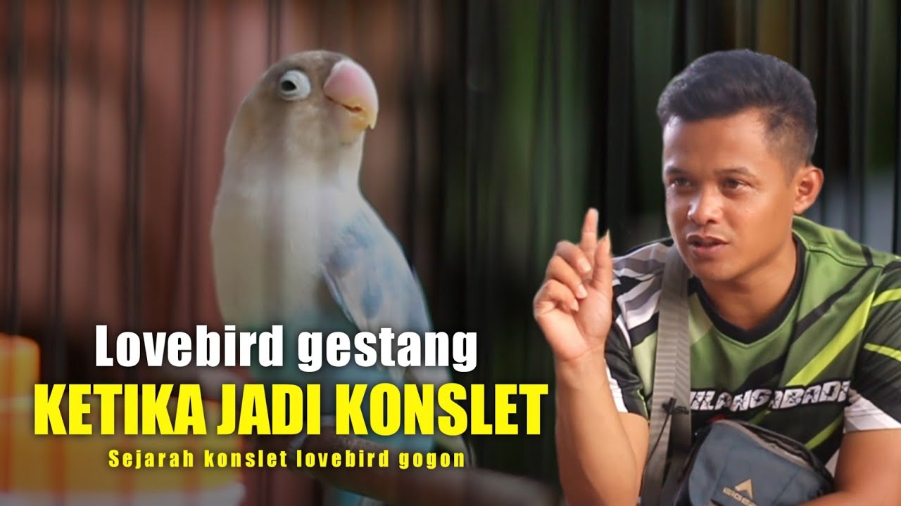 LOVEBIRD GESTANG KETIKA JADI KONSLET - Bersama novi banjarnegara - Kopdar konslet Bkc feat Aaduki