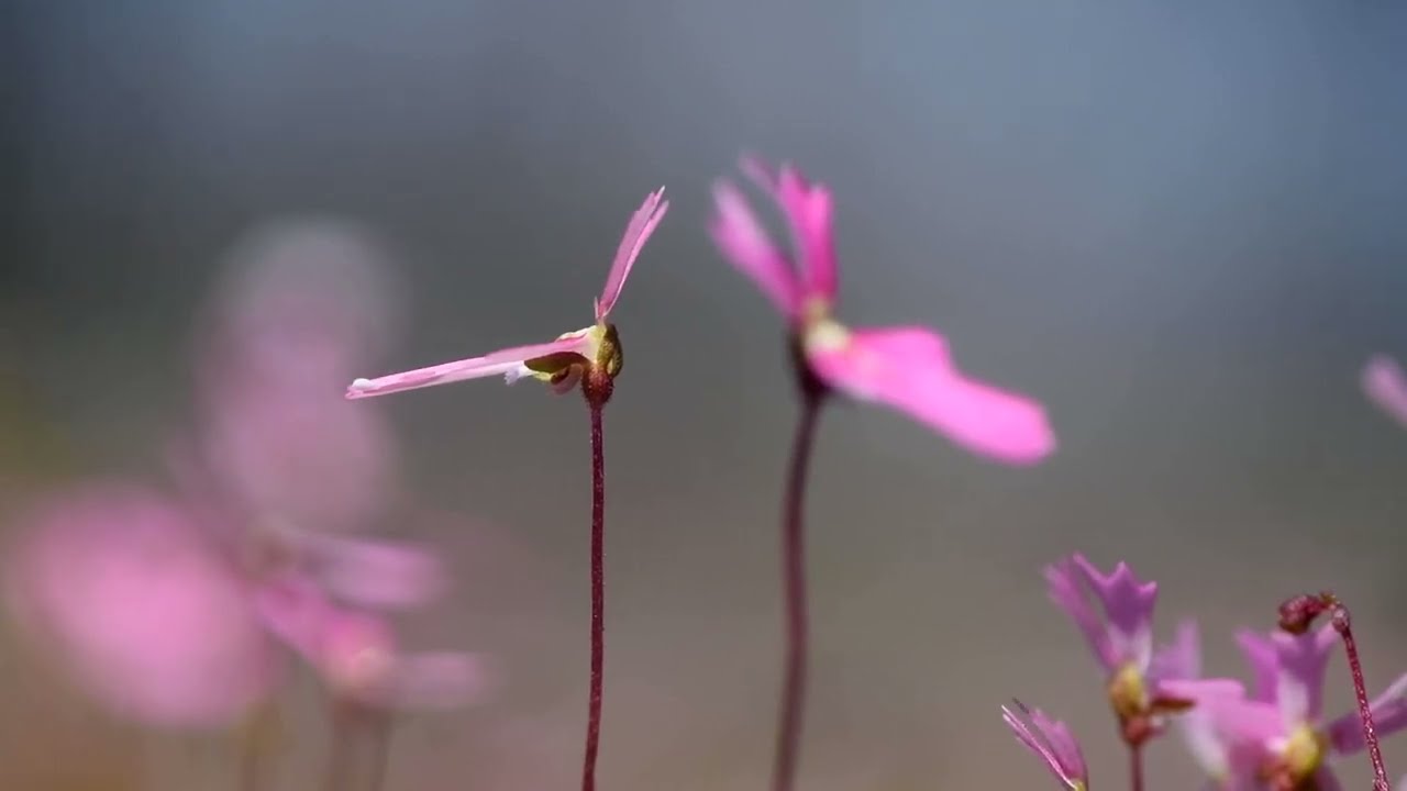 Stylidium calcaratum - How Trigger plant gets their name