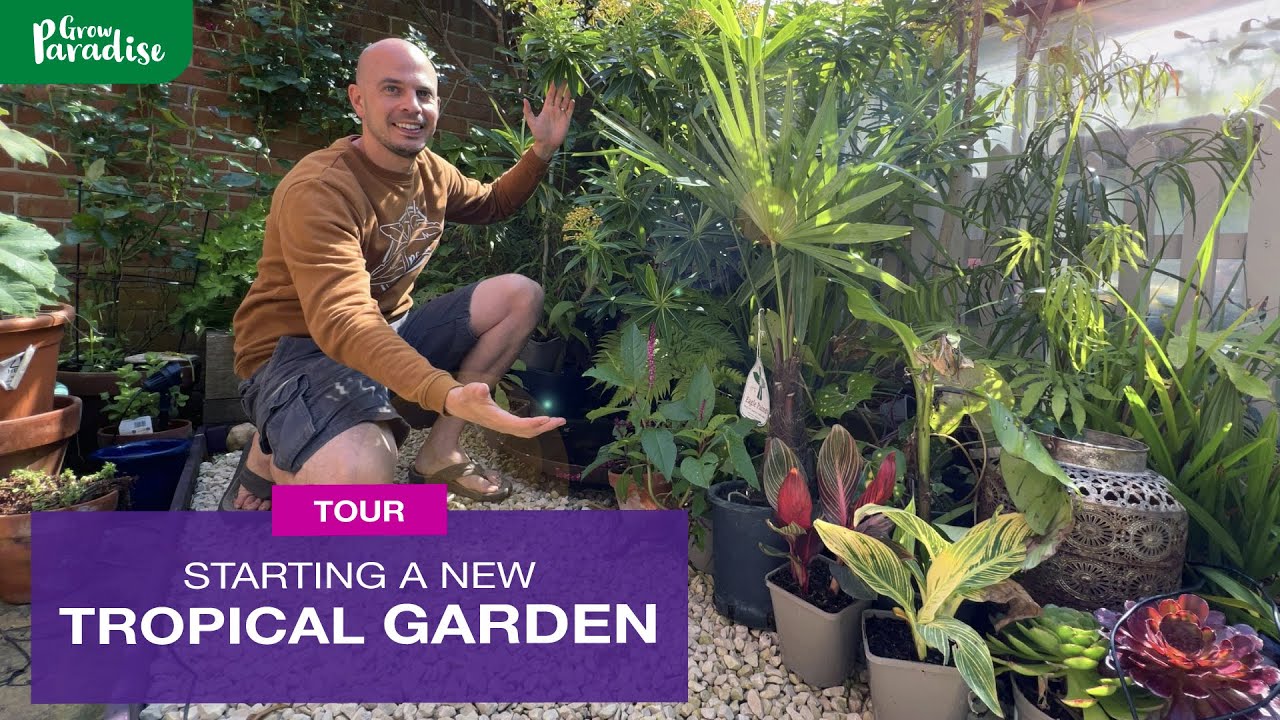 Starting a NEW tiny tropical garden - The Paradise Patio