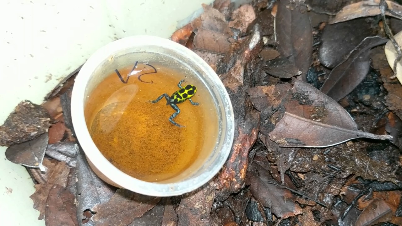 Ranitomeya Southern Variabilis tadpole ready to morph into a Poison Dart Frog froglet!!!!!!