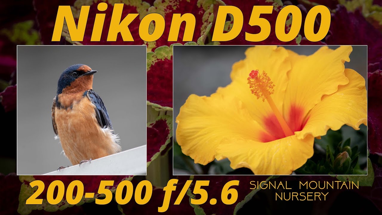 Nikon D500 & 200-500 Flower and Barn Swallow Bird Photography