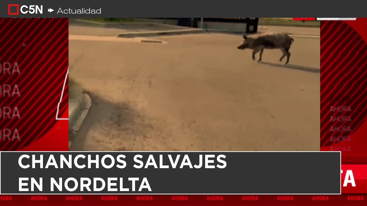 CHANCHOS SALVAJES en NORDELTA