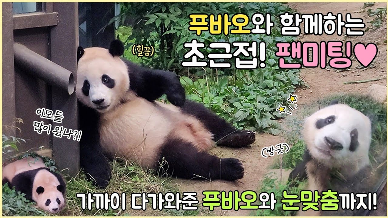 2022.07.24 초근접! 푸바오의 팬미팅💛 여기저기 돌아다니느라 바빴던 푸바오의 하루🐼