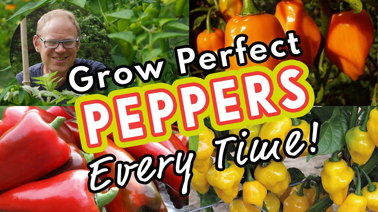 Grow Perfect Peppers Every Time! 🌶