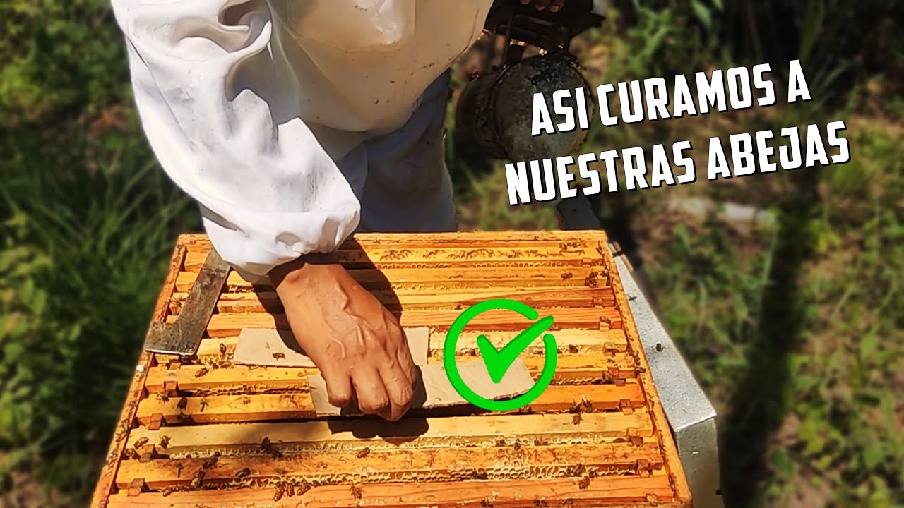 Como elimino la Varroa de mis Abejas | Tratamiento para varroa 👉🐝