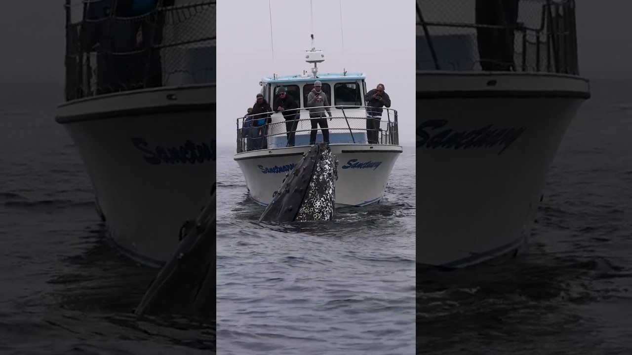 Blue Whale 🐋 stop 🚢 ship 🥺 