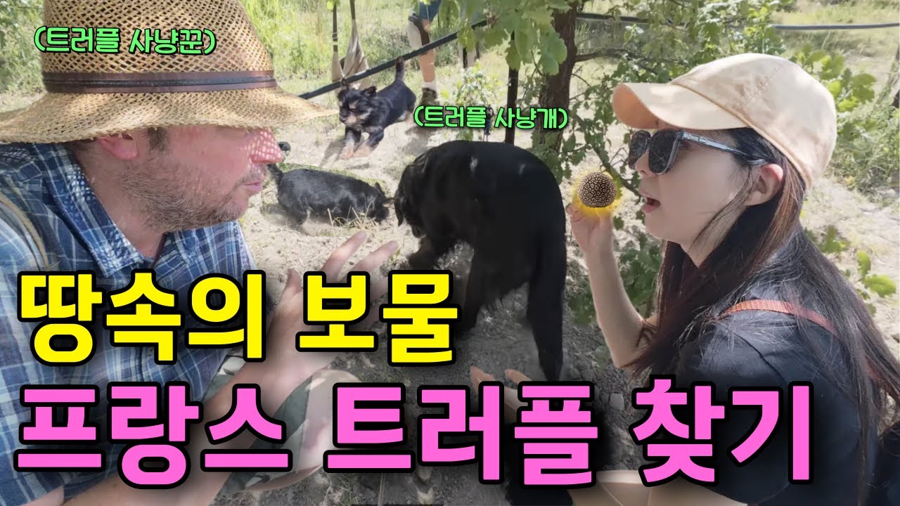 초호화 프랑스 전통 트러플 사냥 풀코스  【프랑스 7】