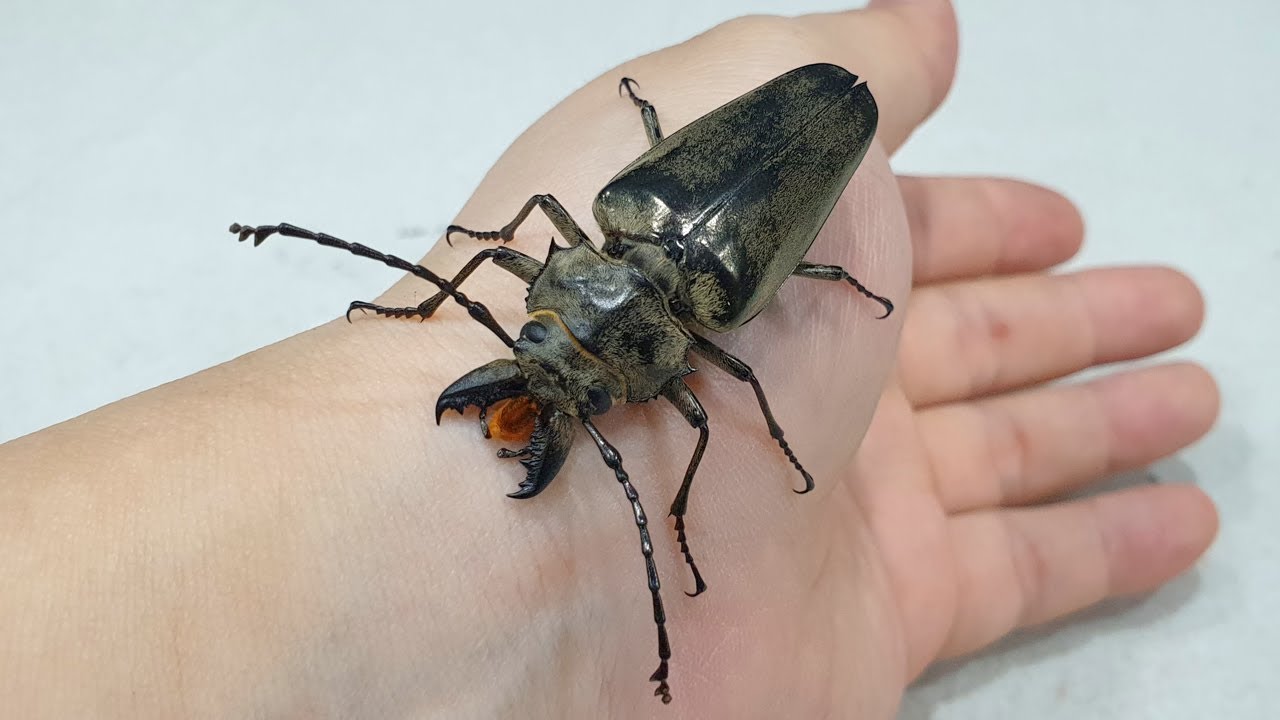 영양사슴하늘소를 채집해서 키워보자!