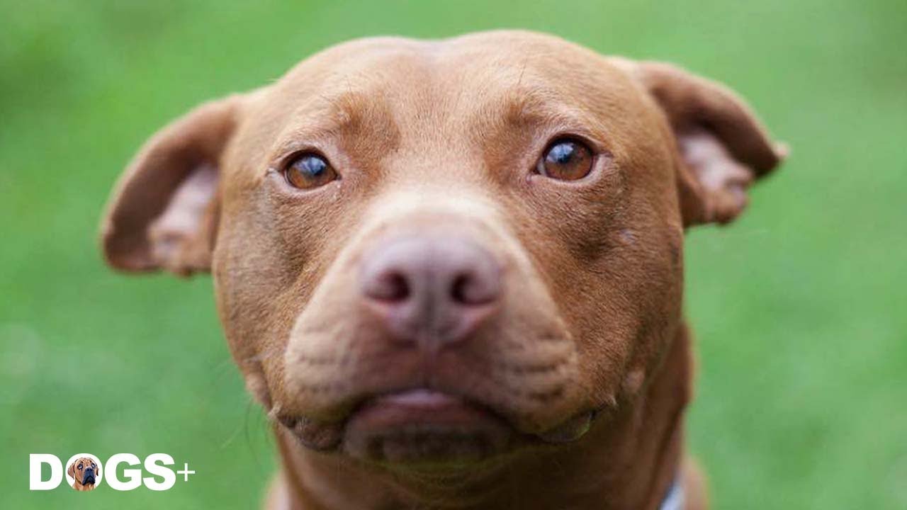 Homeless Pit Bull Finds His Voice in New Home 💕 | DOGS+