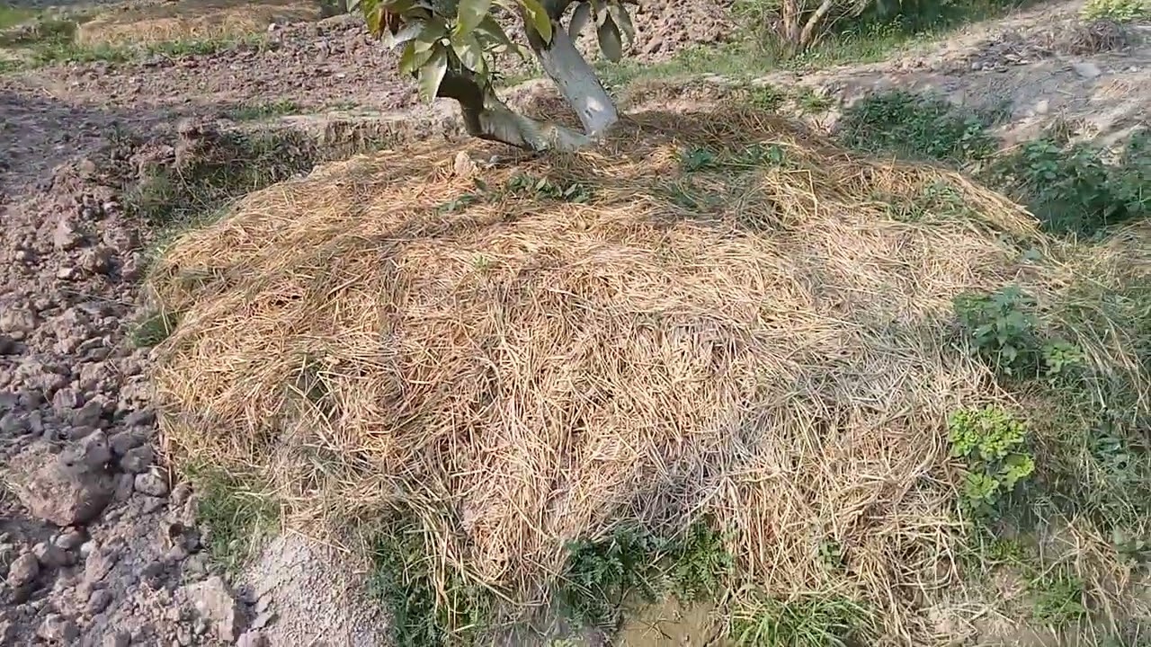Trinch technology to control Mango DieBack disease