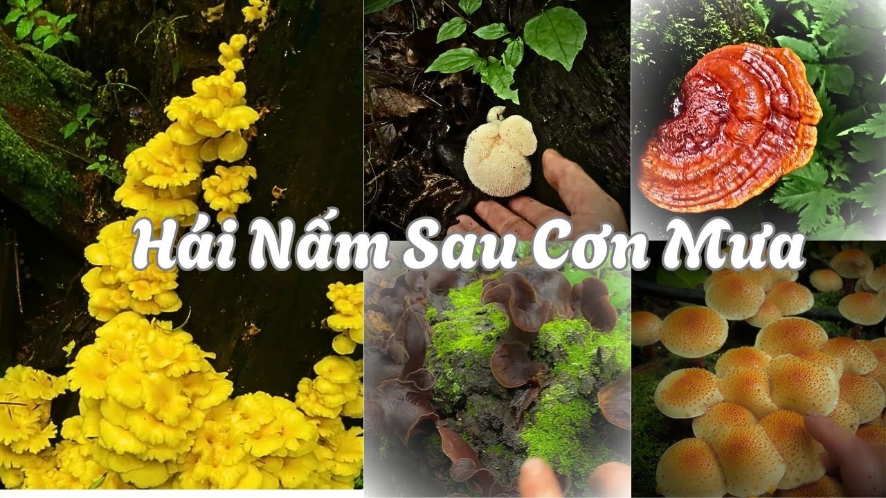 Cả Rừng B&ugrave;ng Ph&aacute;t Nấm Sau Mưa!  #nấm #mushroom #asmr