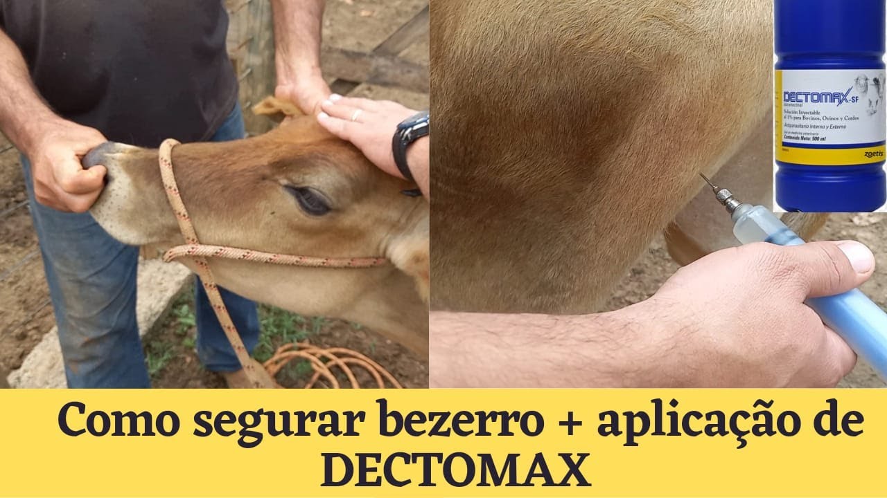 COMO APLICAR INJEÇÃO EM BEZERROS (DECTOMAX) + TÉCNICAS DE IMOBILIZAÇÃO