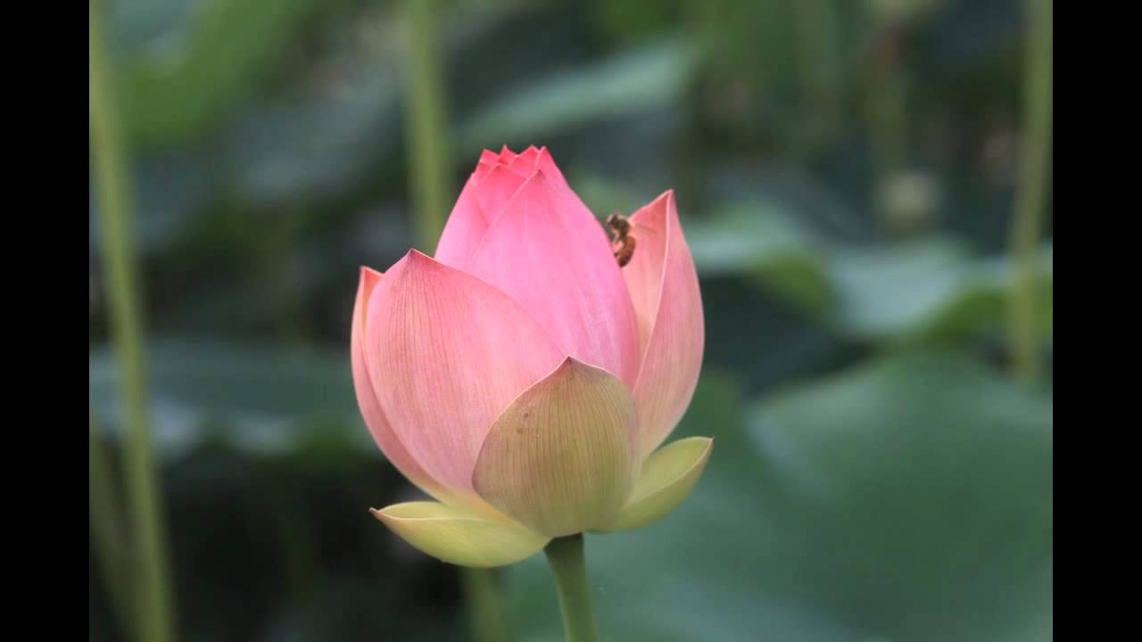 Lotus  Flwers