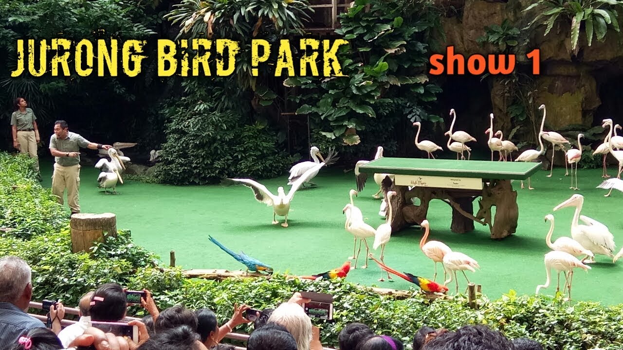 High Flyer show - Jurong Bird Park (Singapore)