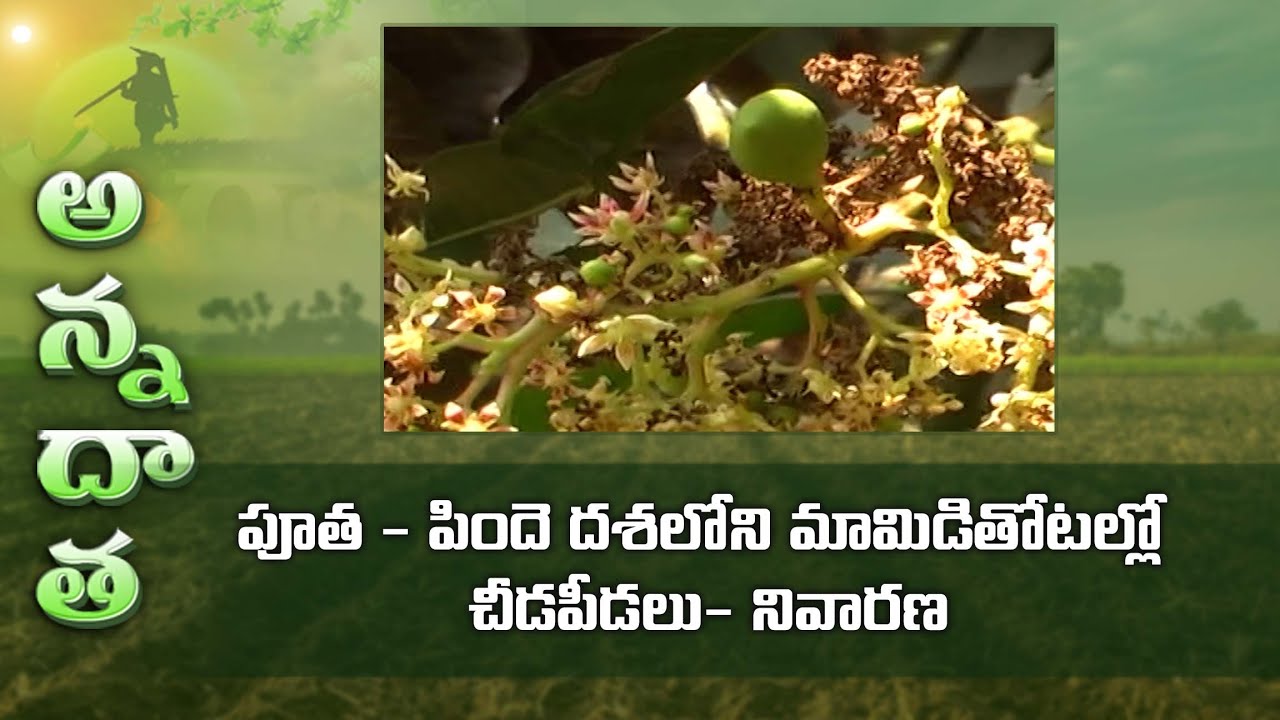 Pest & disease management in mango flowering & fruit stage | ETV