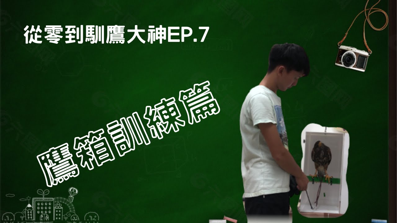 【從零到馴鷹大神EP.7】｜Hawk training｜老鷹進鷹箱要戴帽嗎？沒戴帽能順利進鷹箱嗎？