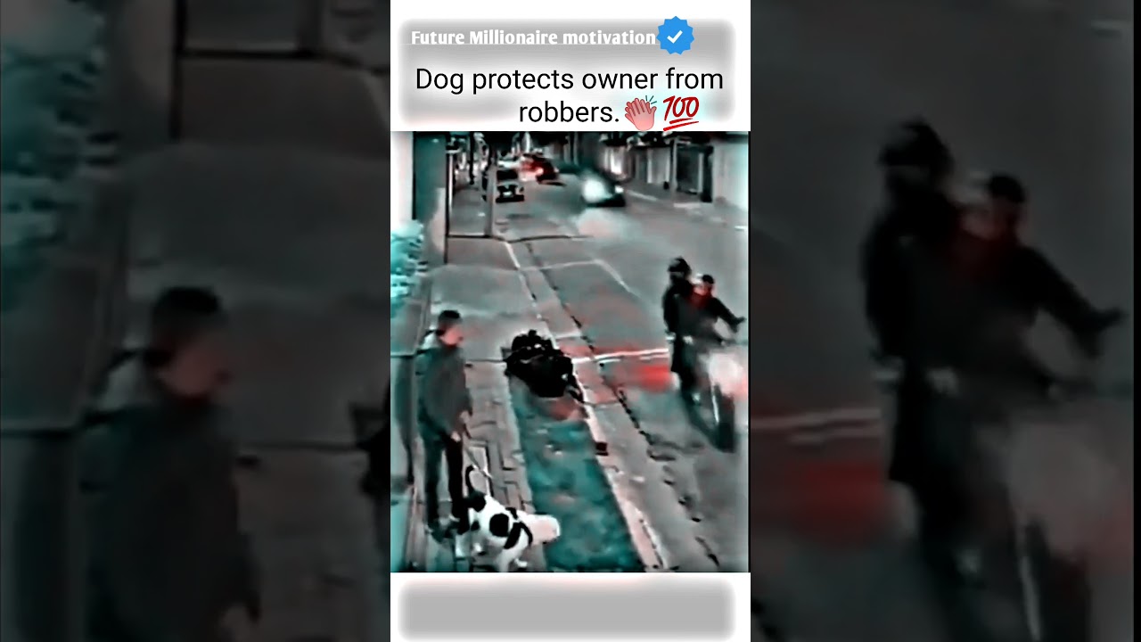 Dog protects owner from.....😭💔 motivational status #motivation #whatsappstatus #youtube #attitude