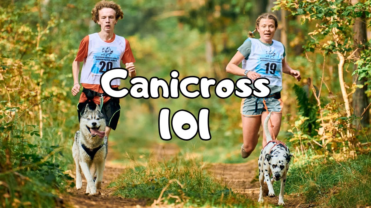 🐾 Canicross 101: Your Ultimate Guide to Dog-Powered Running!