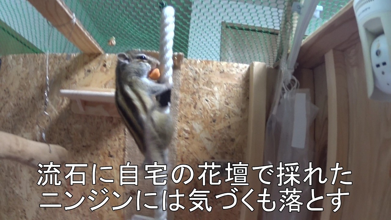 シマリス「チャッピー」 小屋の中を散策#036 2026/02/24