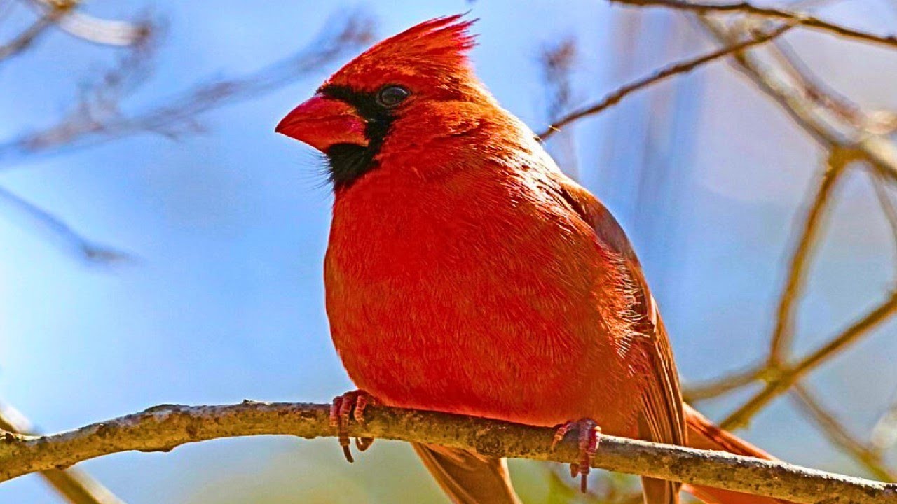 Cardinal Rouge Écoutez son chant magnifique (4K HDR) / Northern Cardinal Hear his magnificent song