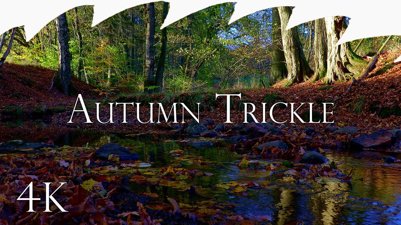Autumn Trickle - Fall Colors Soothing Creek Sounds, Relaxing Forest Nature Sounds No Music, 4K UHD
