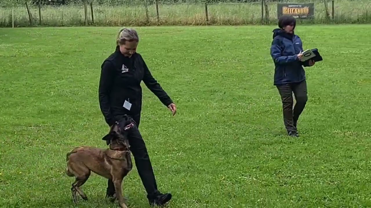 Obedience Klasse 3 mit Akina vom kleinen Gewitter am 25.05.2024