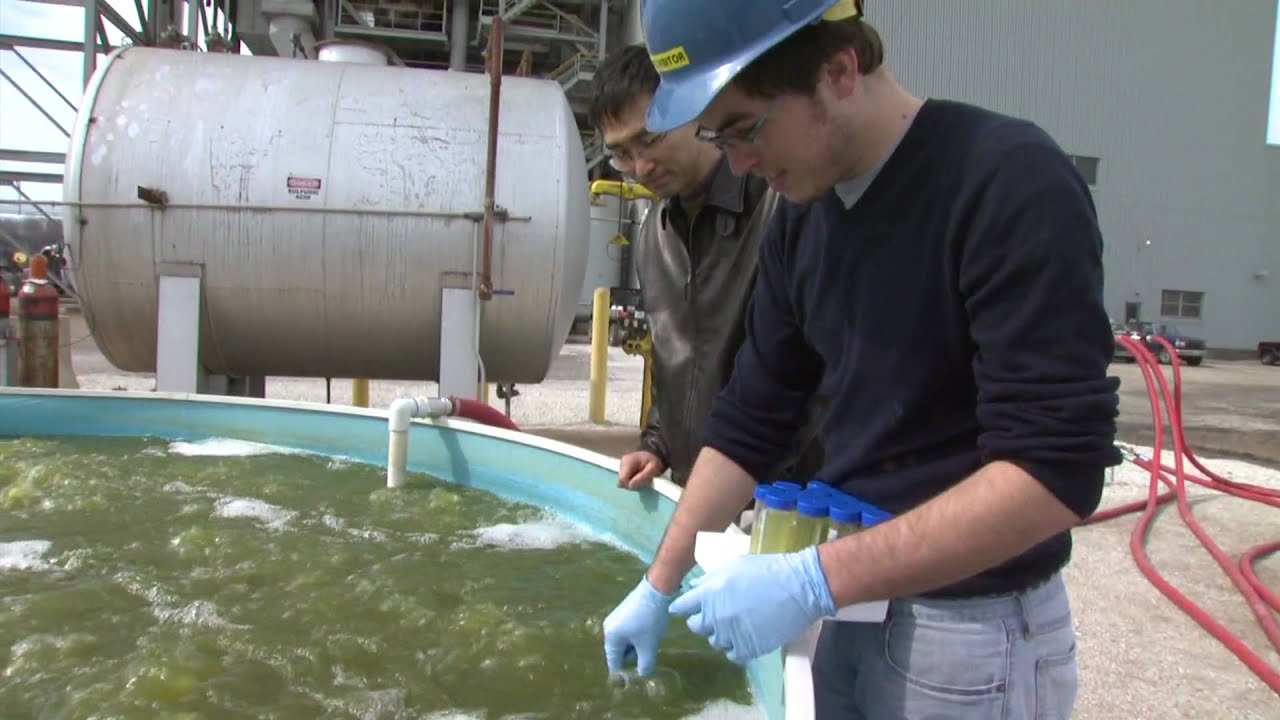Turning Algae Into Fuel