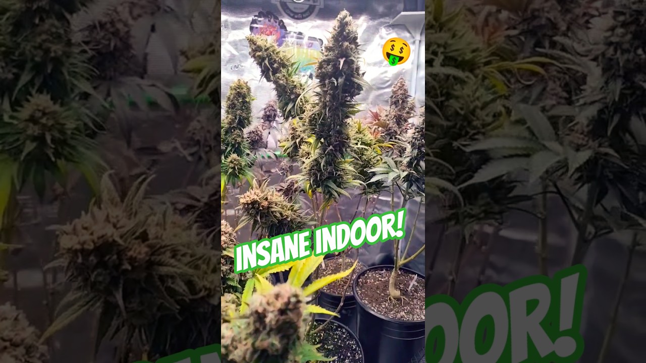Amsterdam Amnesia Is Legendary 😱 Monster Tops Produce Awesome! #rock #cbd #hemp