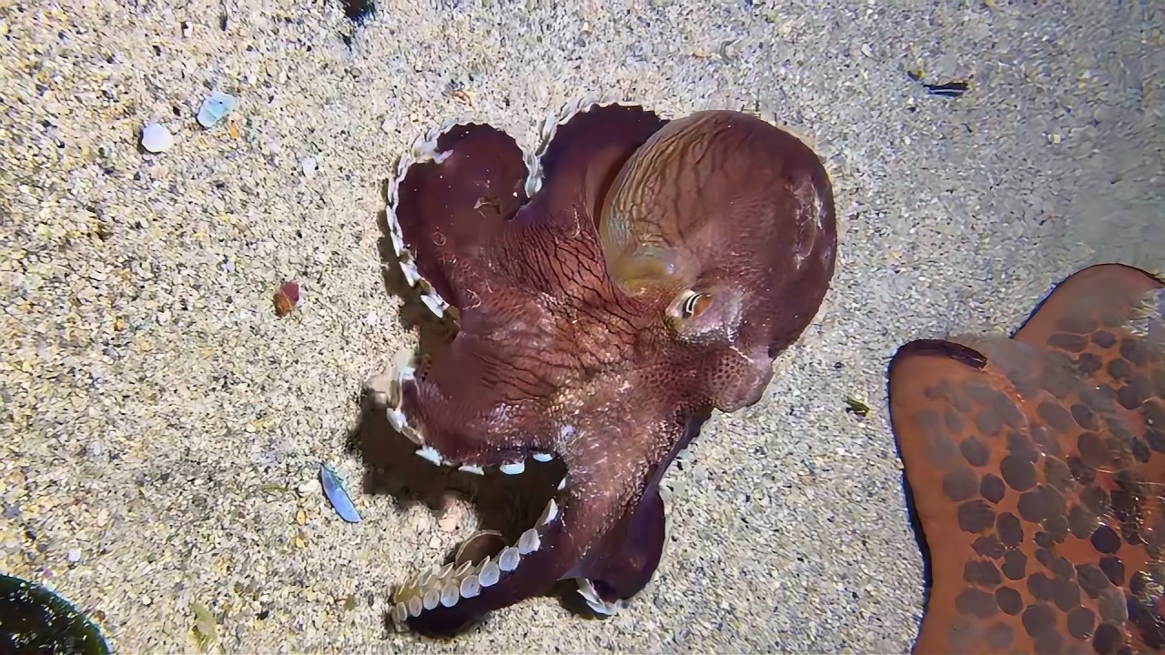 Live Stream 🟢 –Octopus Escape Fail - Gotcha！ #diving #fishing #seafood #shorts