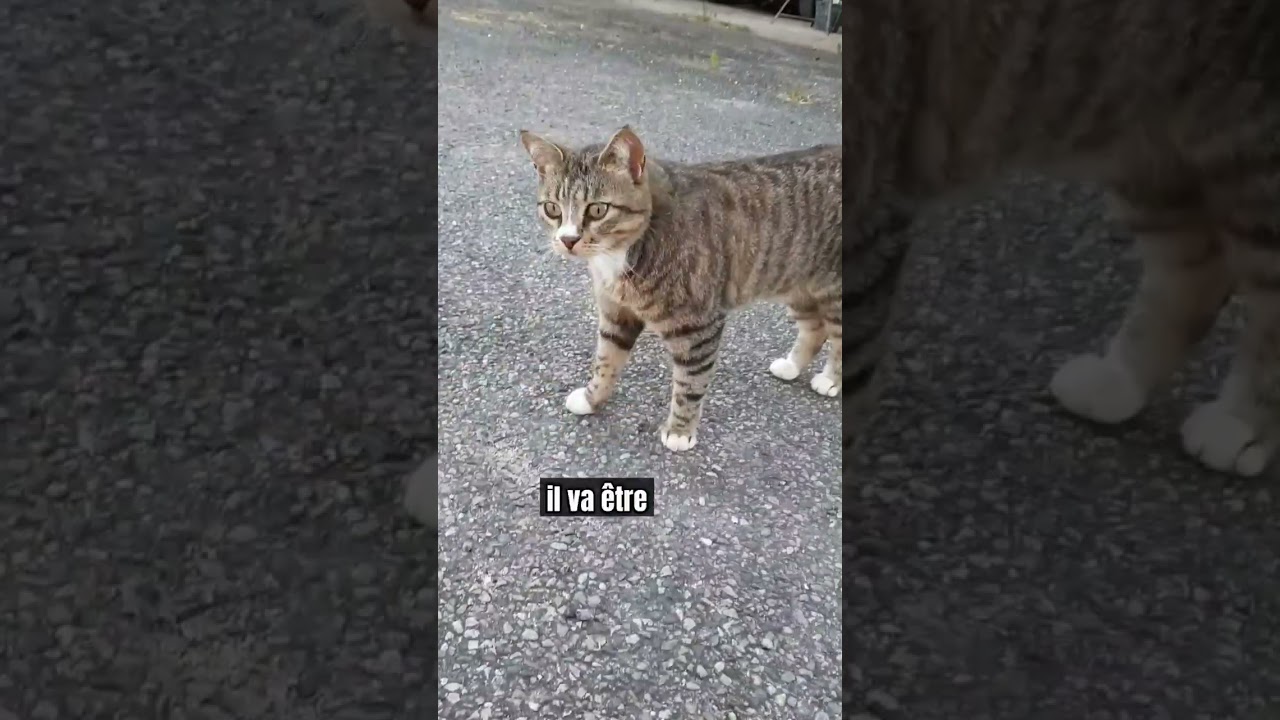 Ton chat a disparu ? 