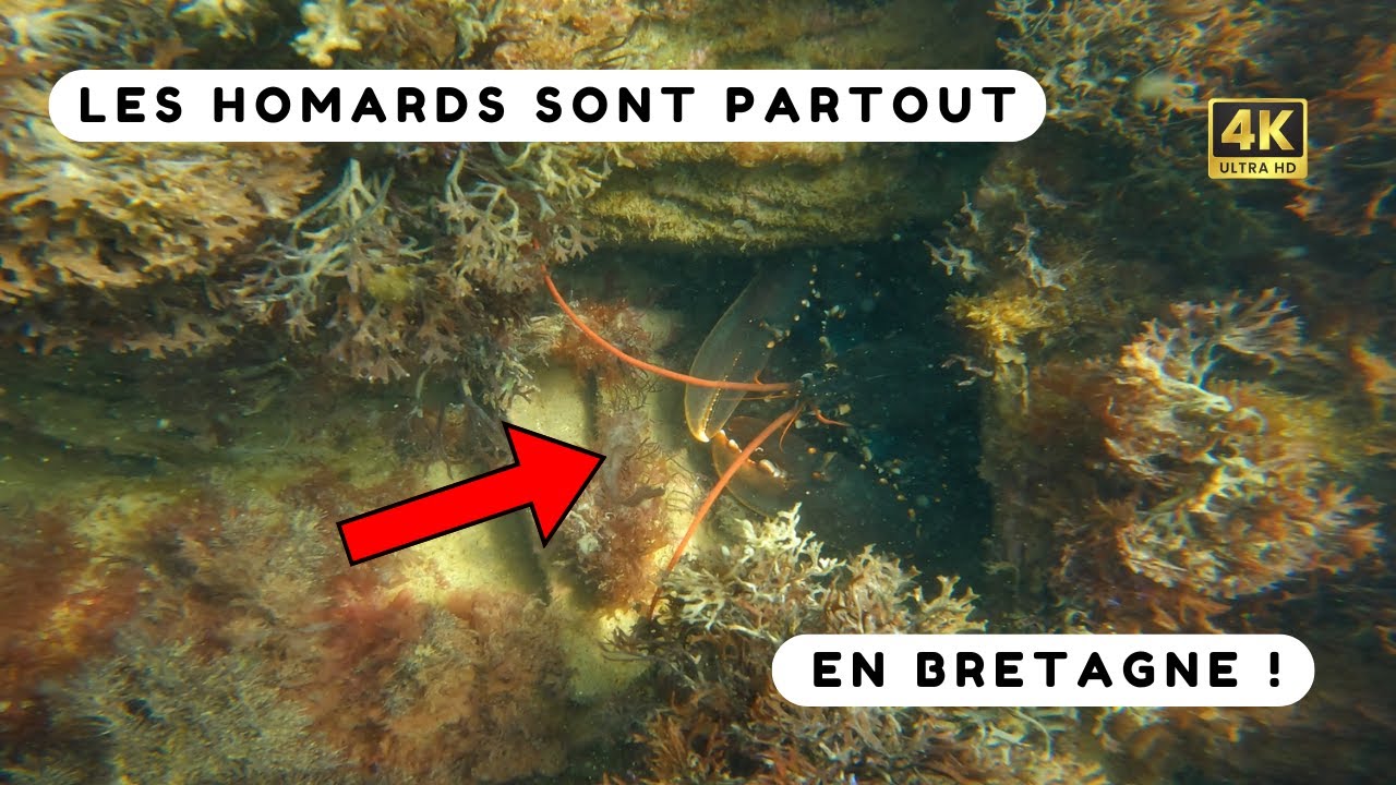 Je pêche un gros homard en apnée ! Chasse sous marine Bretagne Sud