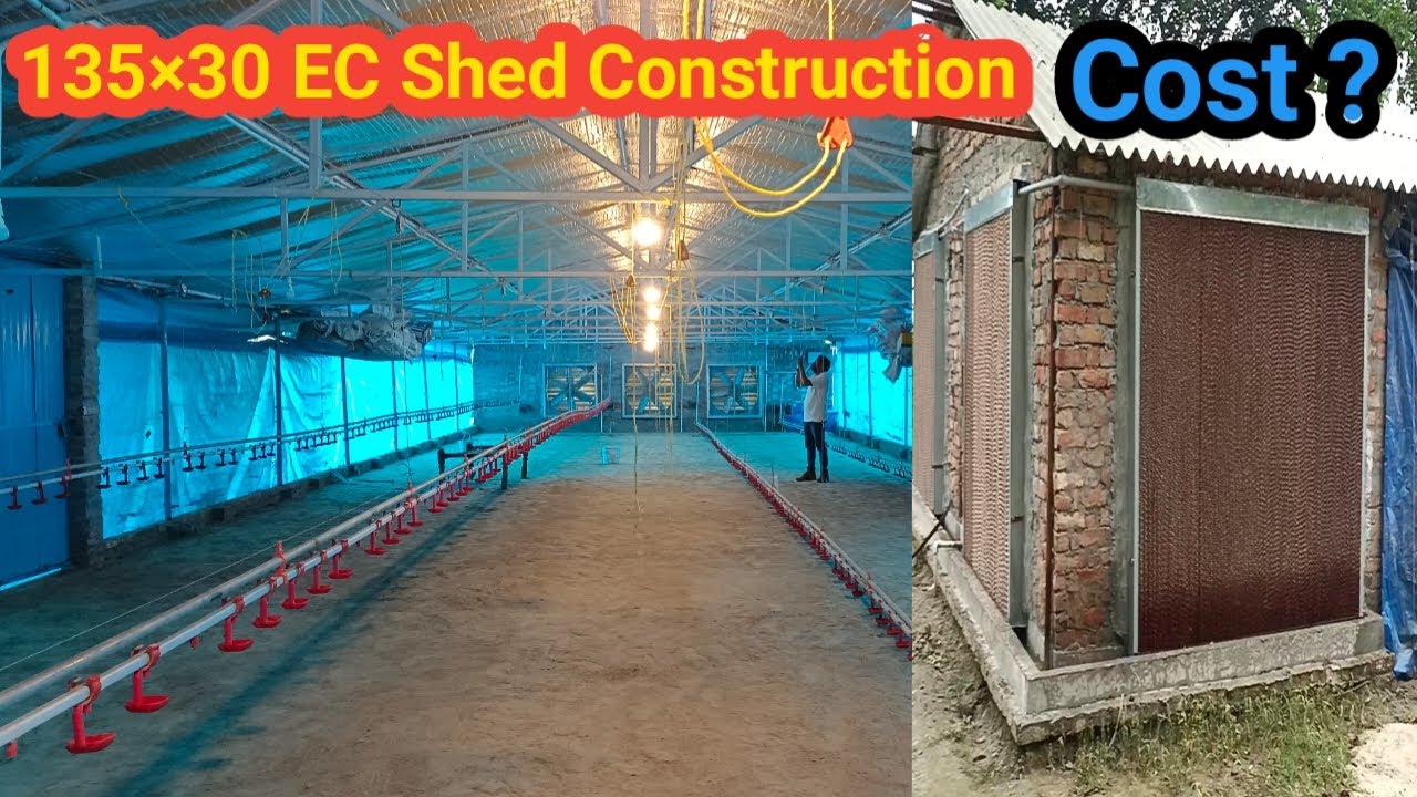 135×30Ft EC House Construction Cost| EC Poultry farm|KS Poultry|
