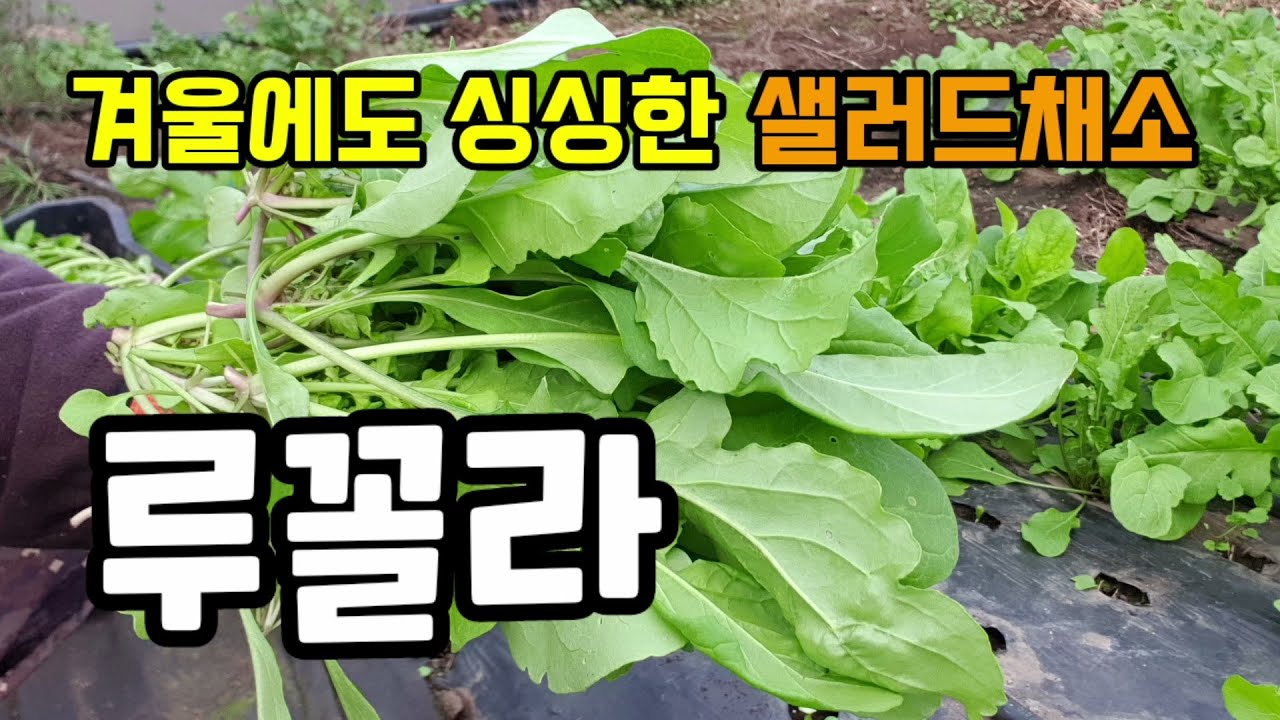 겨울에도 싱싱한 특수채소 루꼴라 수확합니다 루꼴라 로켓샐러드키우기