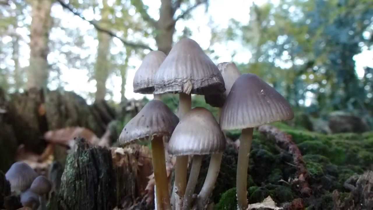 Fairies bonnets  -  Coprinellus - sveppir &iacute; sk&oacute;ginum - Blekill - Sveppir